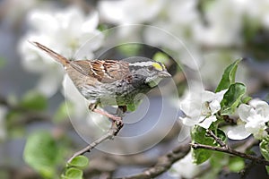 White-throated Sparrow With Apple Blossoms