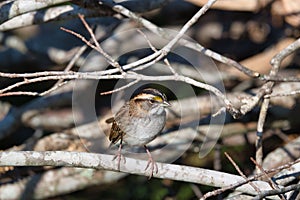 White-Throated Sparrow bird perches on a branch of a tree, searching for sustenance