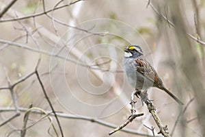 White-throated sparrow bird singing
