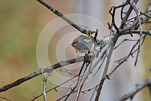 White-throated Sparrow on a branch