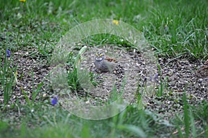 A White-Throated Sparrow drops by the backyard..