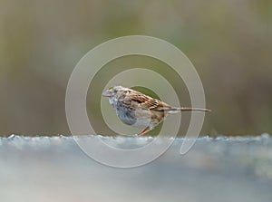White throated sparrow feeding in forest