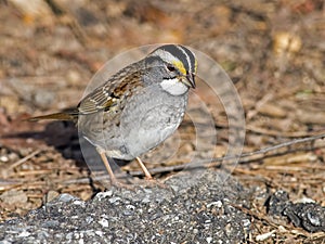 White-Throated Sparrow