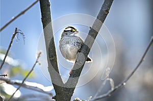 White Throated Sparrow frosty winter sunrise