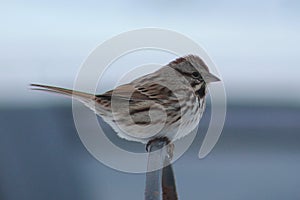 White-throated Sparrow