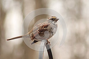 White-throated Sparrow