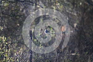 White throated Sparrow perched on a rustic wire fence