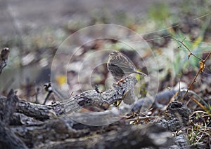 White throated Sparrow perched on a branch on the ground