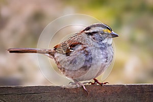 White Throated Sparrow perched on a fence photo