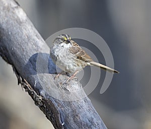 White Throated Sparrow