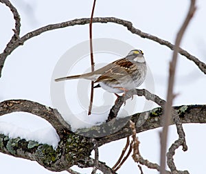 A White Throated Sparrow After A Recent Snowfall