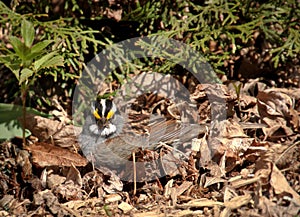 White-Throated Sparrow Relaxing In Bed of Dry Leaves