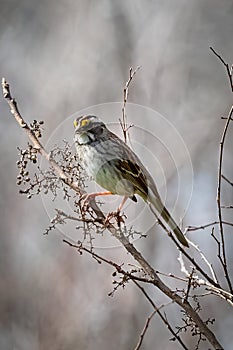 White-throated sparrow resting on a branch with nice blurred background