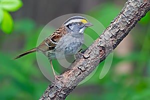 White-Throated Sparrow
