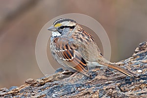 White-Throated Sparrow