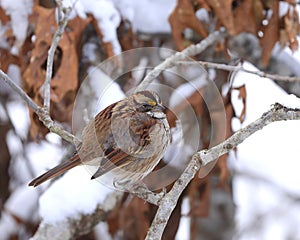 White-throated sparrow Zonotrichia albicoliis puffed up against the winter cold.