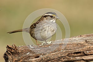 White-throated Sparrow zonotrichia albicollis