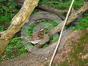 White-throated Sparrow (Zonotrichia albicollis)