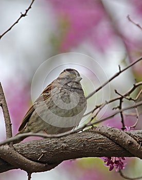 White-throated Sparrow, Zonotrichia albicollis