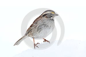 White-throated Sparrow (Zonotrichia albicollis)