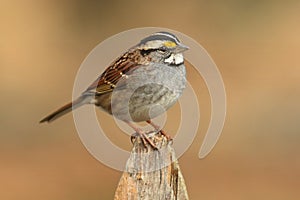 White-throated Sparrow (zonotrichia albicollis)