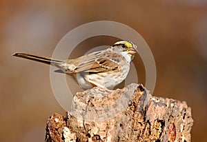 White-throated Sparrow (Zonotrichia albicollis)