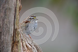 White-throated Sparrow (Zonotrichia albicollis)