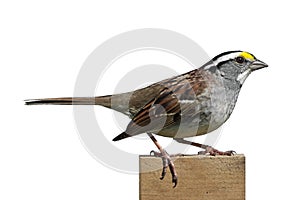 White-throated Sparrow (Zonotrichia albicollis)