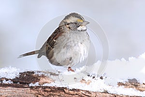 White-throated Sparrow zonotrichia albicollis in Snow