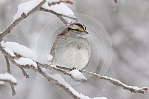 White-throated Sparrow (zonotrichia albicollis) in Snow