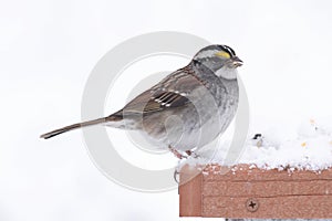 White-throated Sparrow & x28;zonotrichia albicollis& x29; in Snow