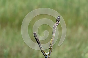 A White-throated Swallow perched on a tree branch