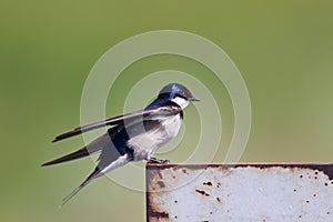 White throated swallow taking of