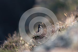 White-throated thrush (Turdus torquatus) perched on the grass in a field in sunlight