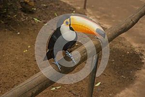 White-throated Toucan