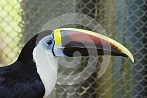 White-throated toucan photo