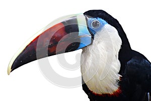 White-throated toucan Bird