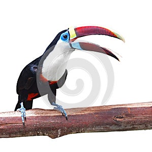 White-throated toucan Bird