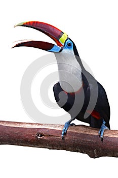 White-throated toucan Bird