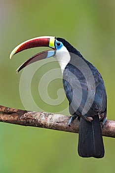 White-throated toucan Bird