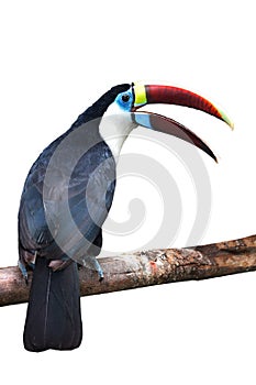 White-throated toucan Bird