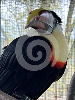 White Throated Toucan Bird