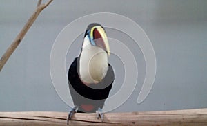 White Throated Toucan Bird in Zoo
