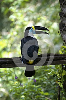 White throated toucan, Cloud forest, Peru