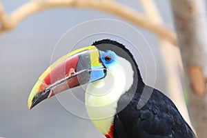 White-throated Toucan photo