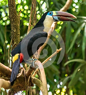 White throated toucan wildlife bird in amazonian forest