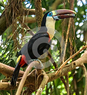 White throated toucan wildlife bird in amazonian forest