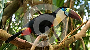 White throated toucan wildlife bird in amazonian forest