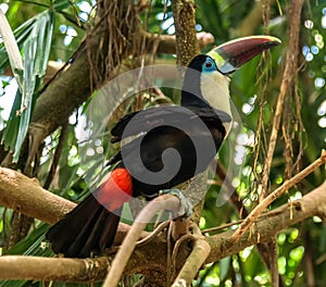 White throated toucan wildlife bird in amazonian forest