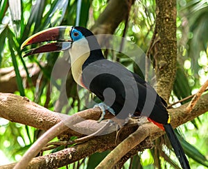 White throated toucan wildlife bird in amazonian forest